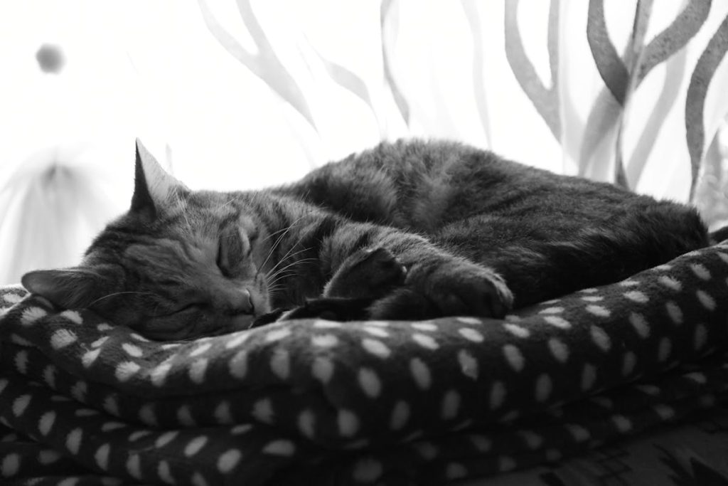 Tabby cat sleeping peacefully on a soft patterned quilt blanket