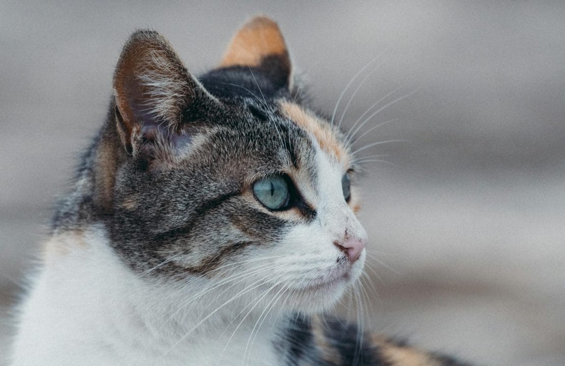Dilute calico cat with soft blue-gray, cream, and white patches instead of bold black and orange