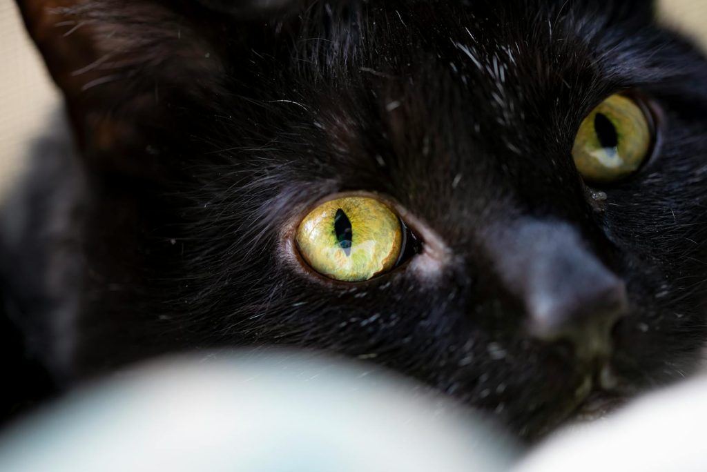 Extreme close-up of a black cat's bright yellow-green eyes showing the high-melanin iris that gives black cats their iconic gold-eyed look