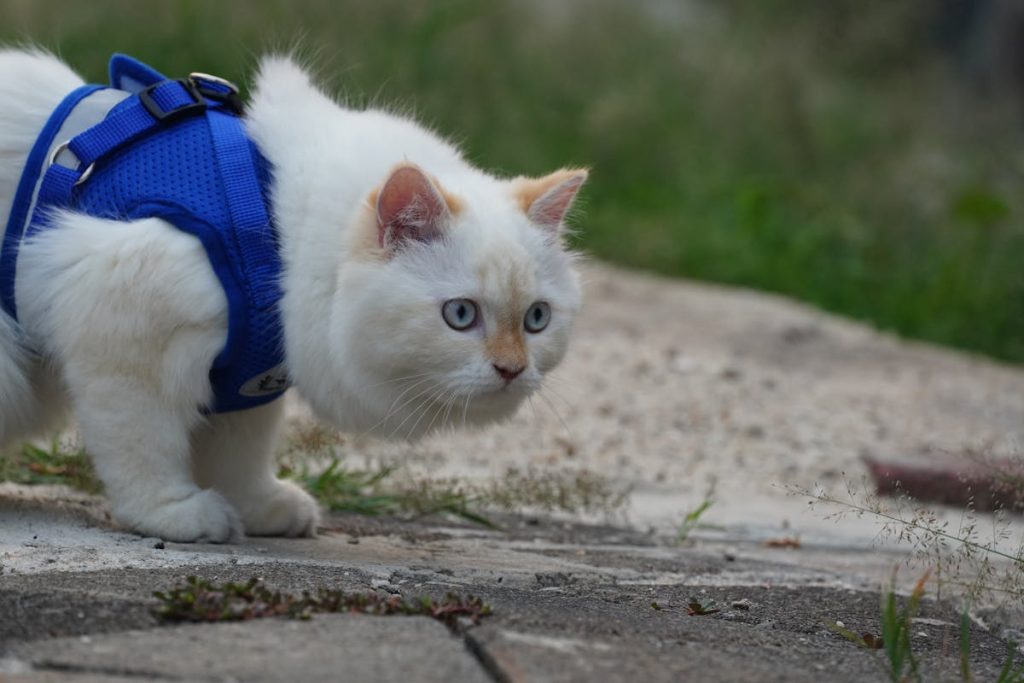Fluffy white cat exploring outdoors safely in a blue harness, demonstrating travel-ready harness training