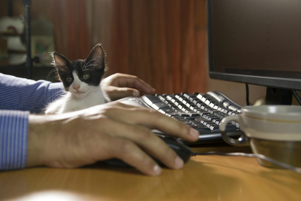 Small black and white kitten sitting between a person's hands on a computer keyboard, blocking all work in progress