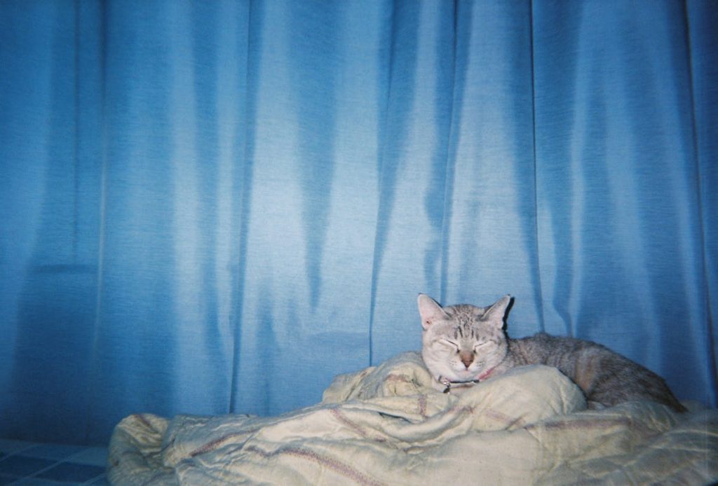Tabby cat sleeping peacefully on a soft blanket, the kind of familiar-scent comfort item ideal for travel carriers