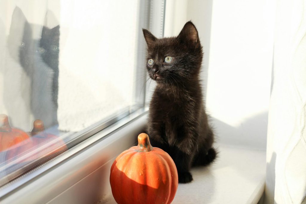 Small black kitten sitting on a windowsill next to an orange pumpkin, the classic Halloween image used to fuel the adoption myth