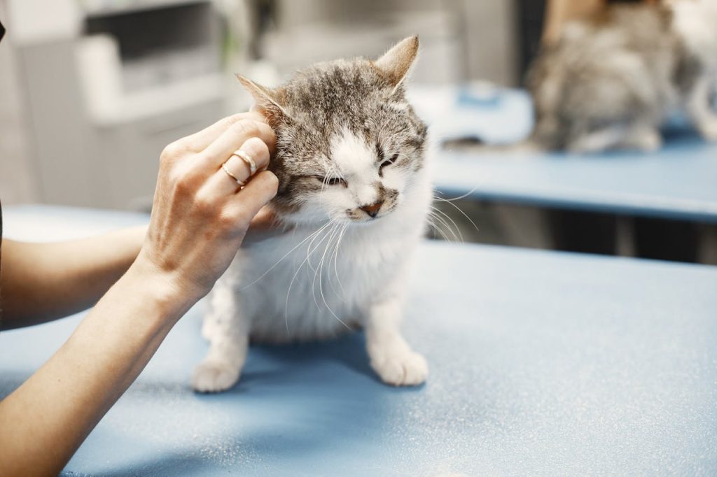 Gray and white cat sitting on a blue exam table at the veterinary clinic while a hand gently checks its ear