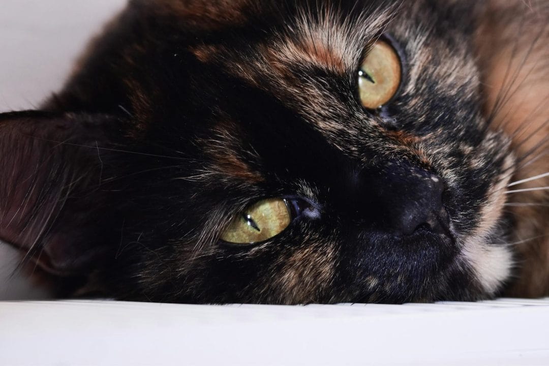 Tortoiseshell cat with irregular patches of black and orange with no white markings