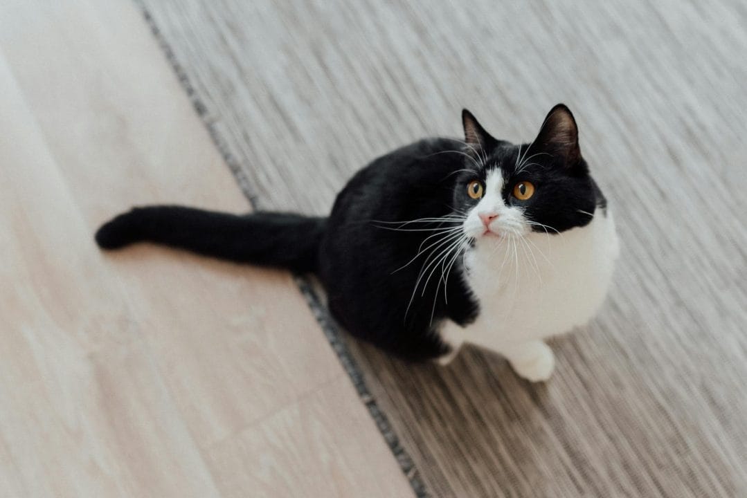 Tuxedo cat with solid black coat and white chest and paws