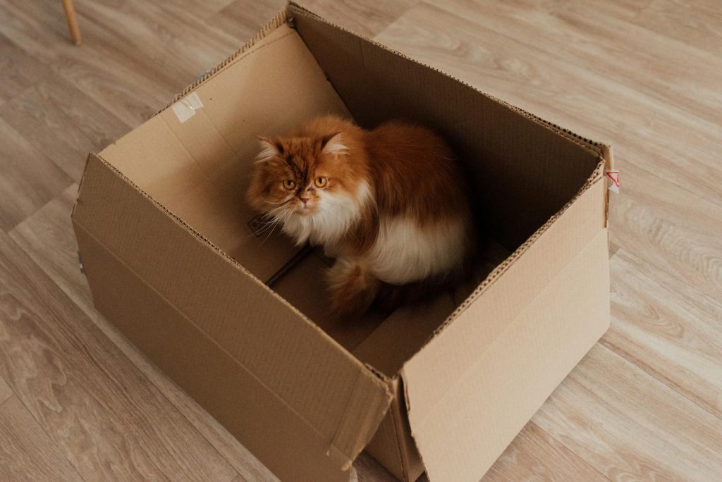 Fluffy long-haired orange cat sitting inside a plain cardboard box, proof that the $4 box always wins