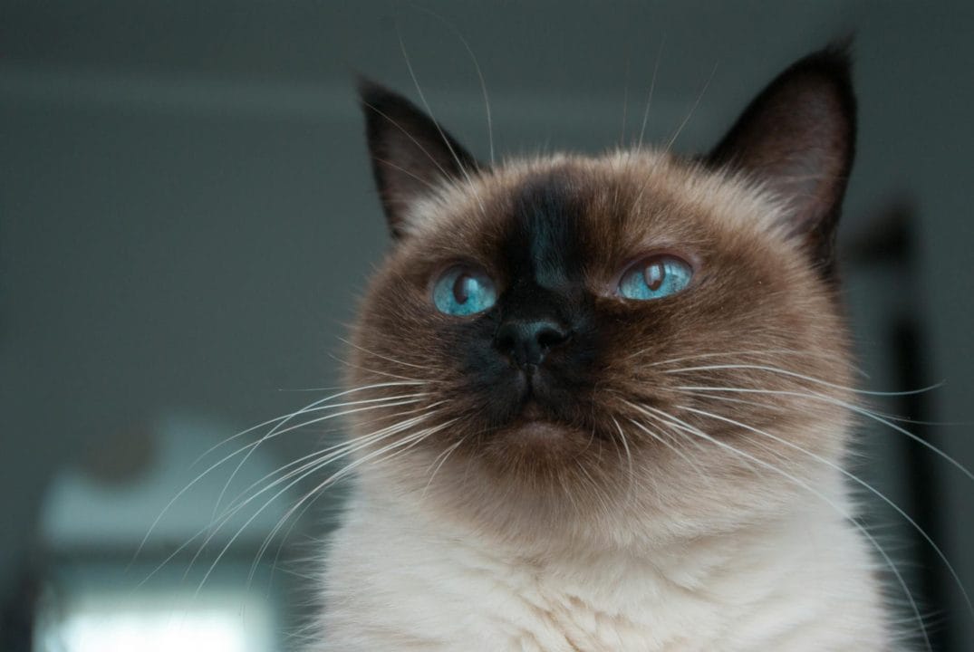 Siamese colorpoint cat with pale body and dark points on face, ears, and tail
