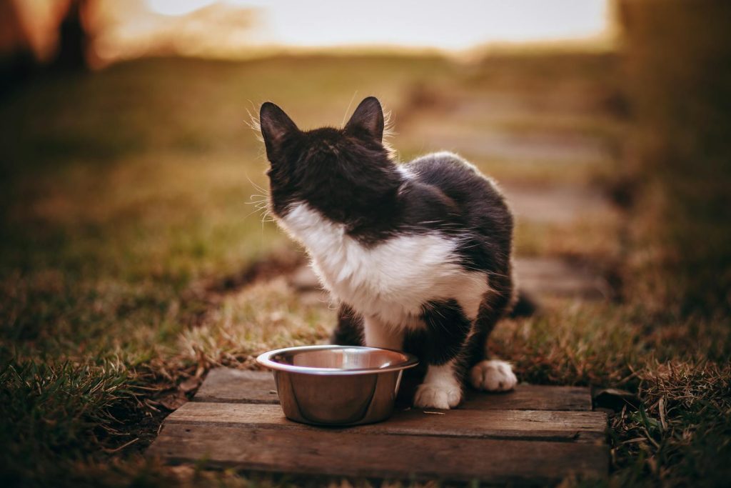 Black and white cat sitting next to a metal food bowl at sunset, waiting for the bowl to be refilled