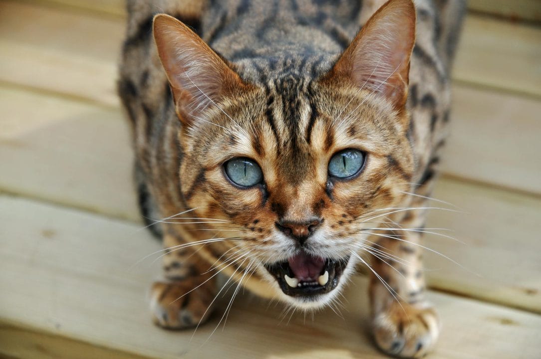 Spotted tabby cat with distinct spots across its coat instead of stripes