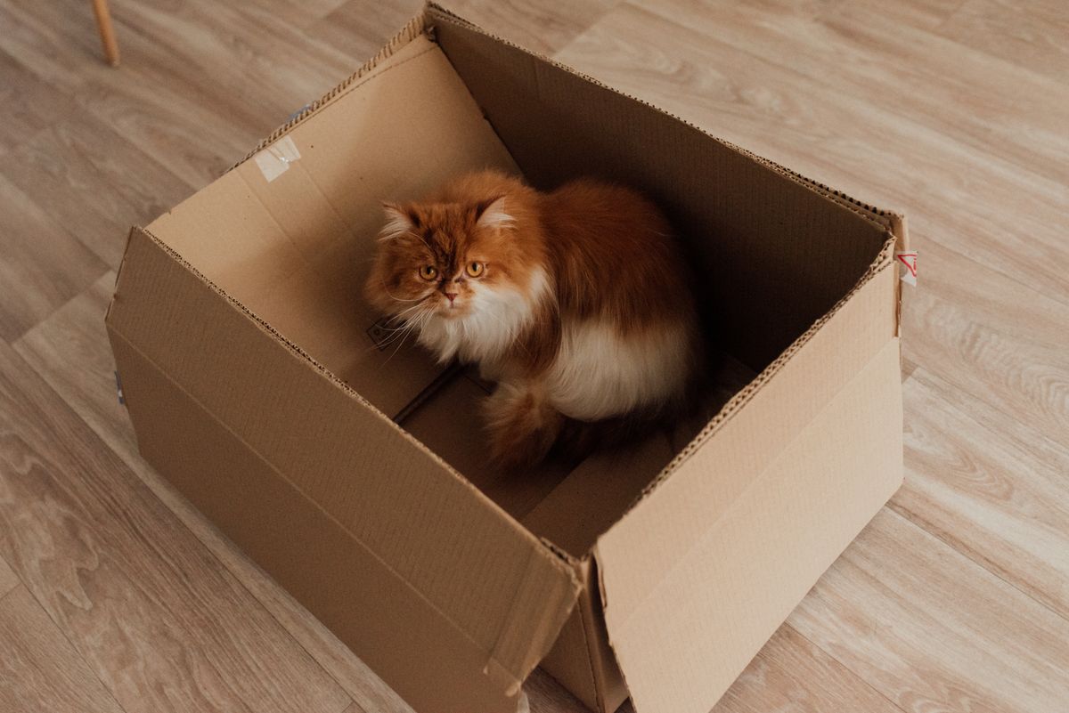Cat sitting inside a cardboard box puzzle