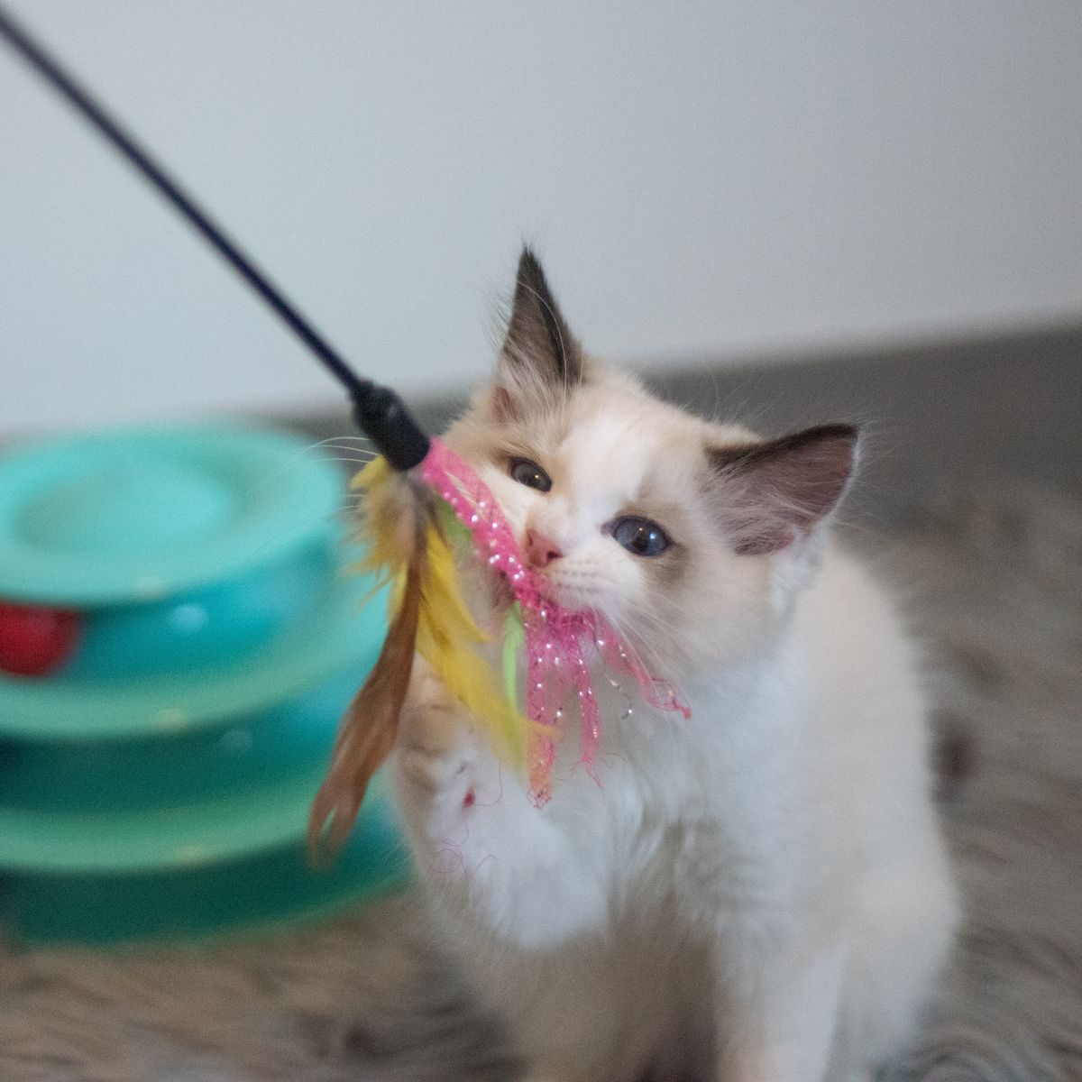 Kitten playing with a DIY feather wand toy