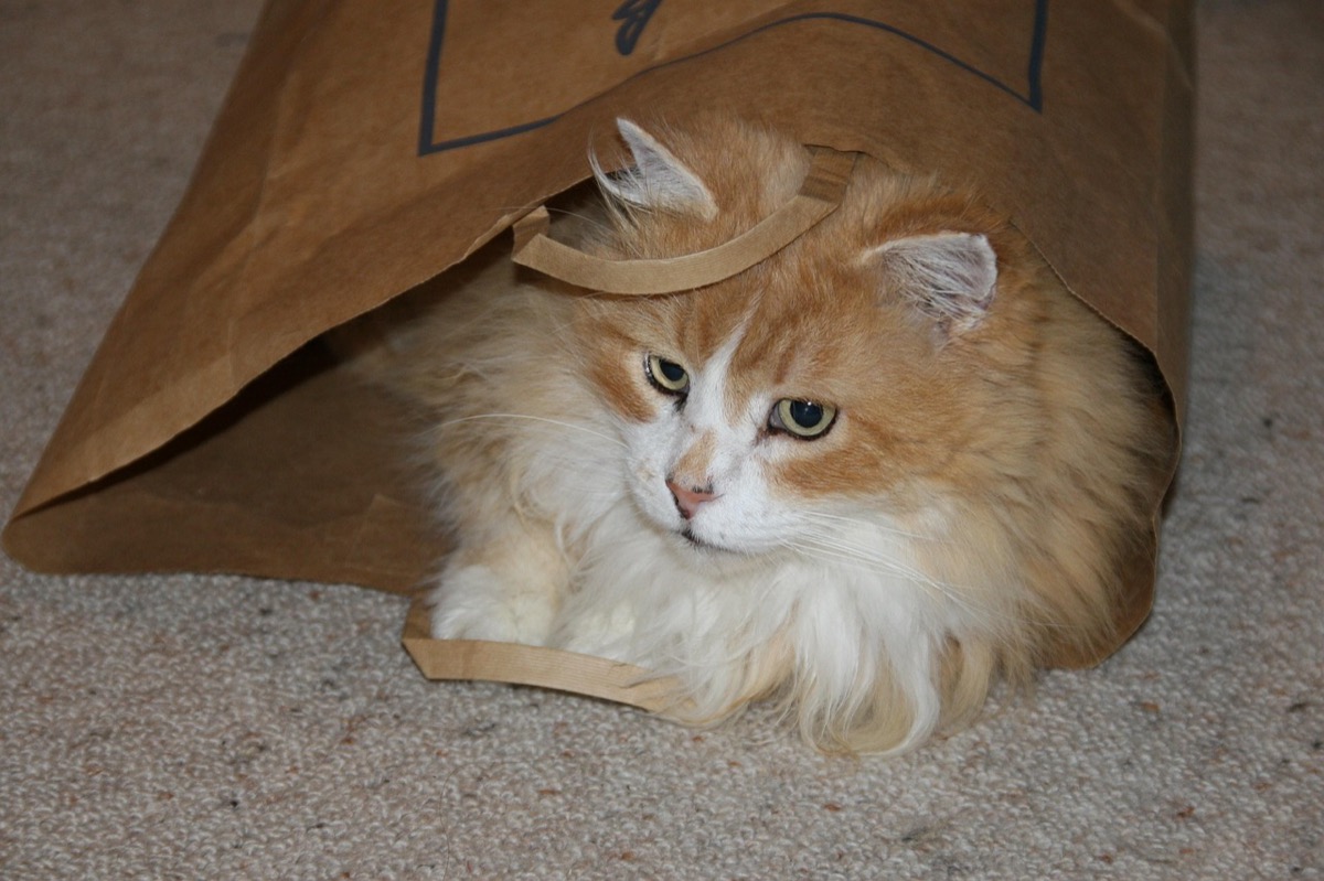 Ginger cat playing inside a paper bag