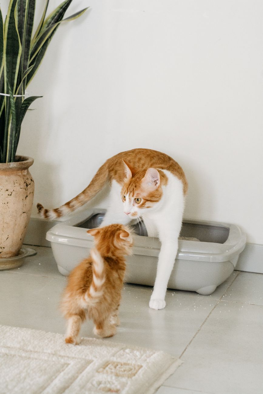 Cat stepping out of an open litter box next to a houseplant