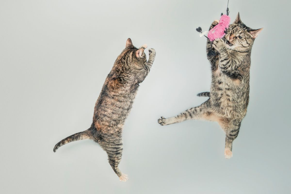 Two playful cats pouncing on a DIY cat toy