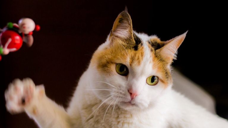 Cat playing with a homemade DIY toy
