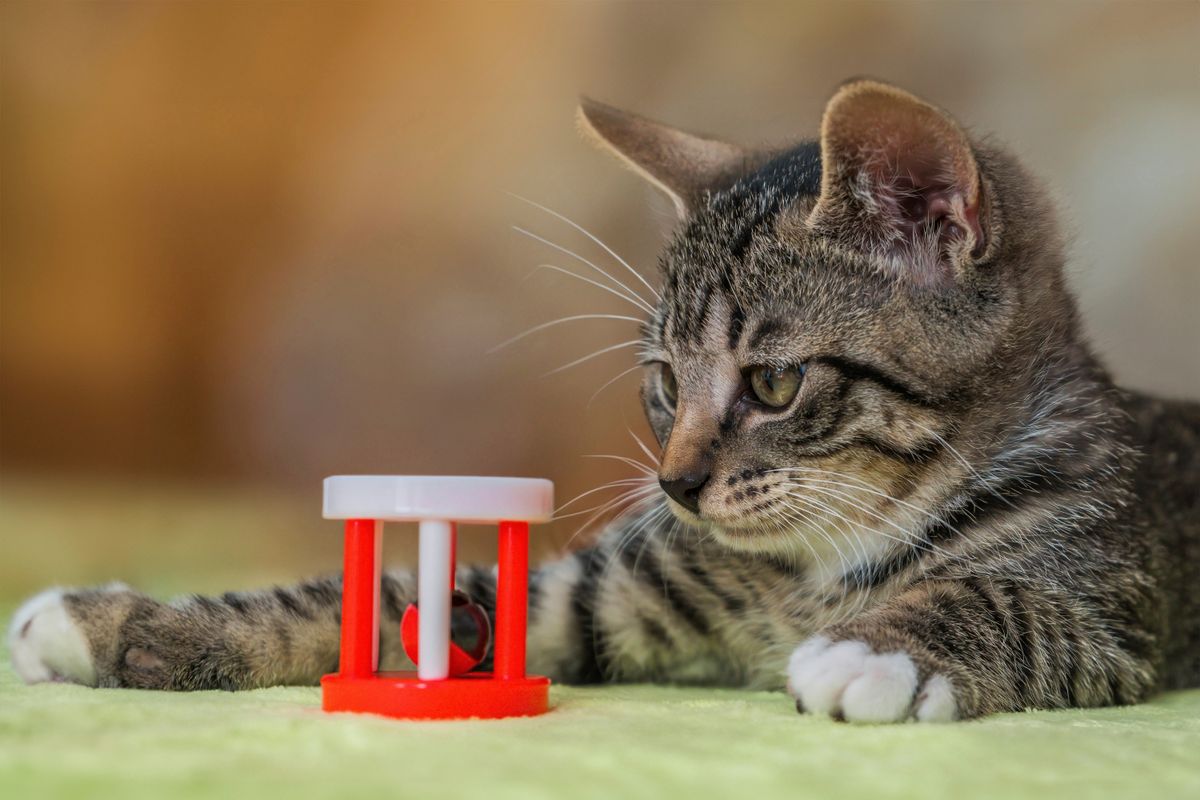 Tabby kitten batting a homemade DIY cat toy indoors