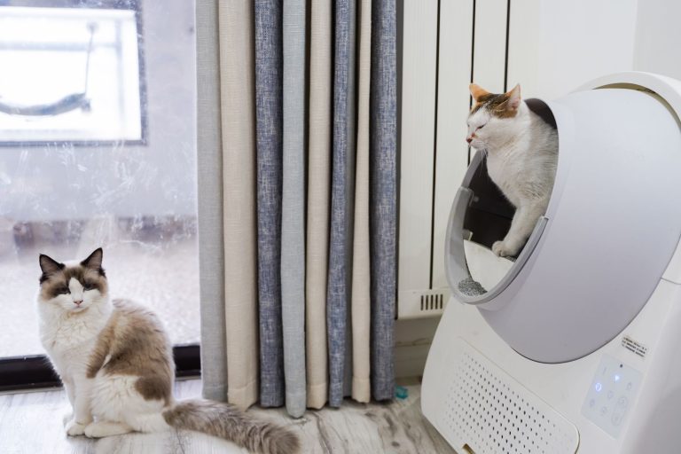 Two cats beside a litter box in a clean, modern small apartment