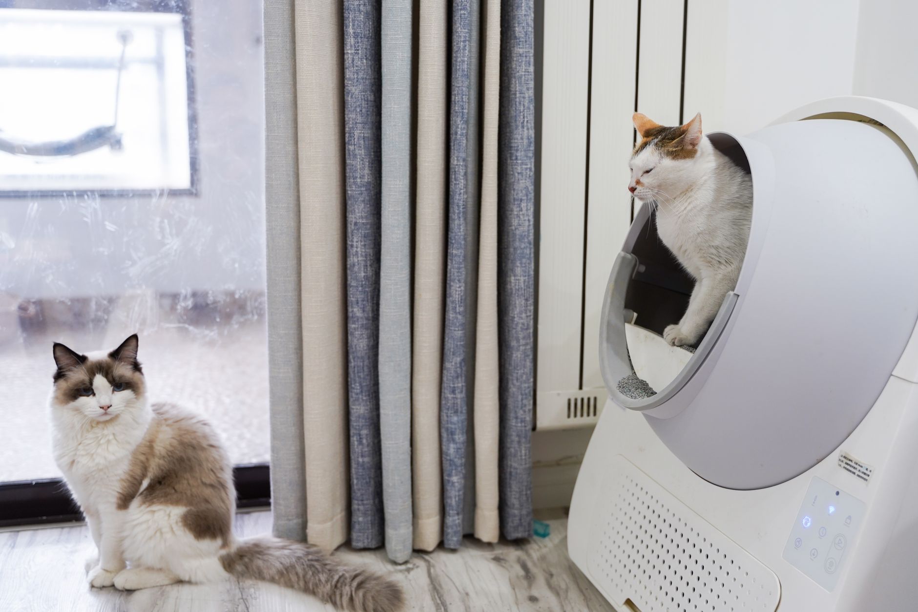 Two cats beside a litter box in a clean, modern small apartment