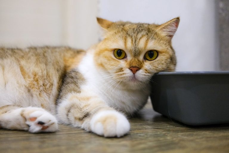 Cat resting beside a clean litter box on a wood floor in a small apartment