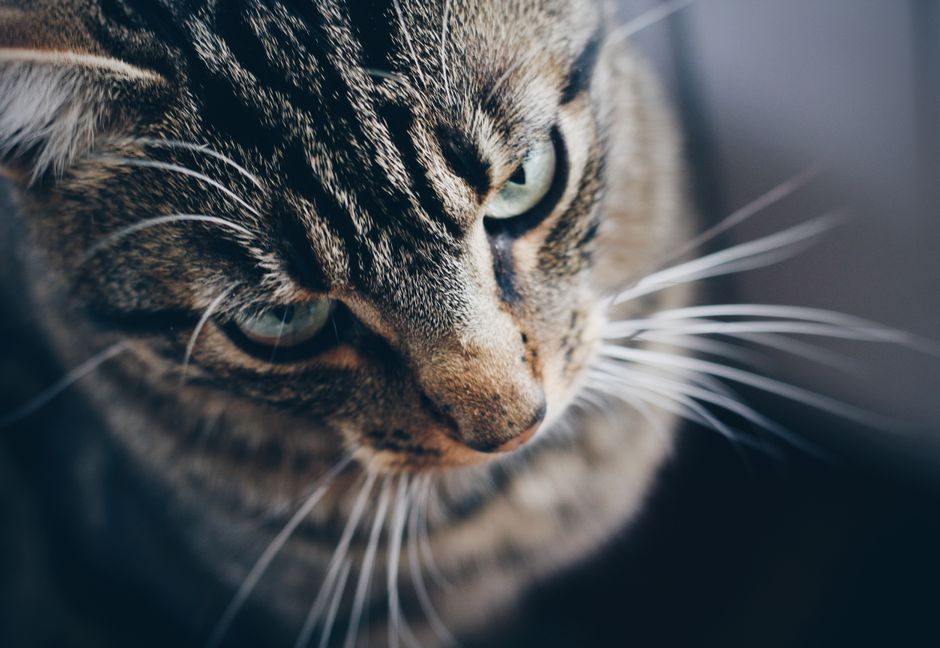 Brown tabby cat showing its sharp whiskers and markings