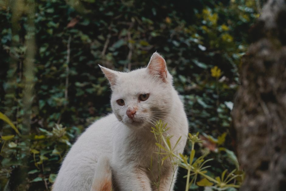 Fluffy white cat resting quietly in a green park