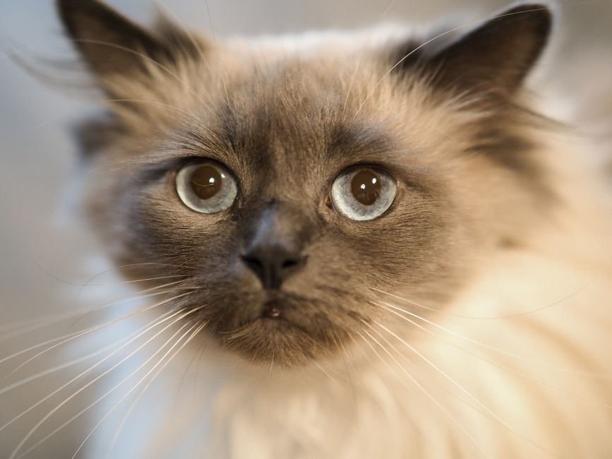 Fluffy Ragdoll cat with bright blue eyes