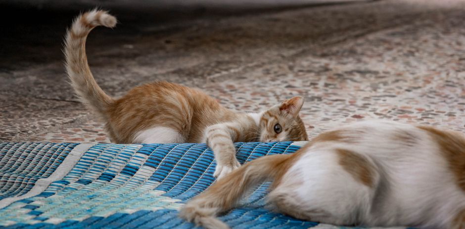Two playful kittens interacting on a colorful woven mat