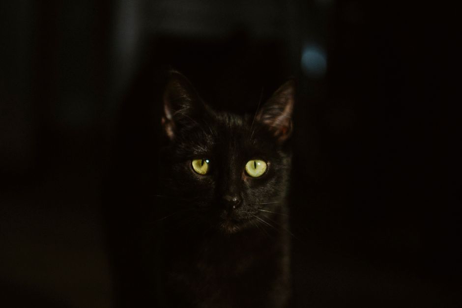 Black cat with striking green eyes gazing at the camera