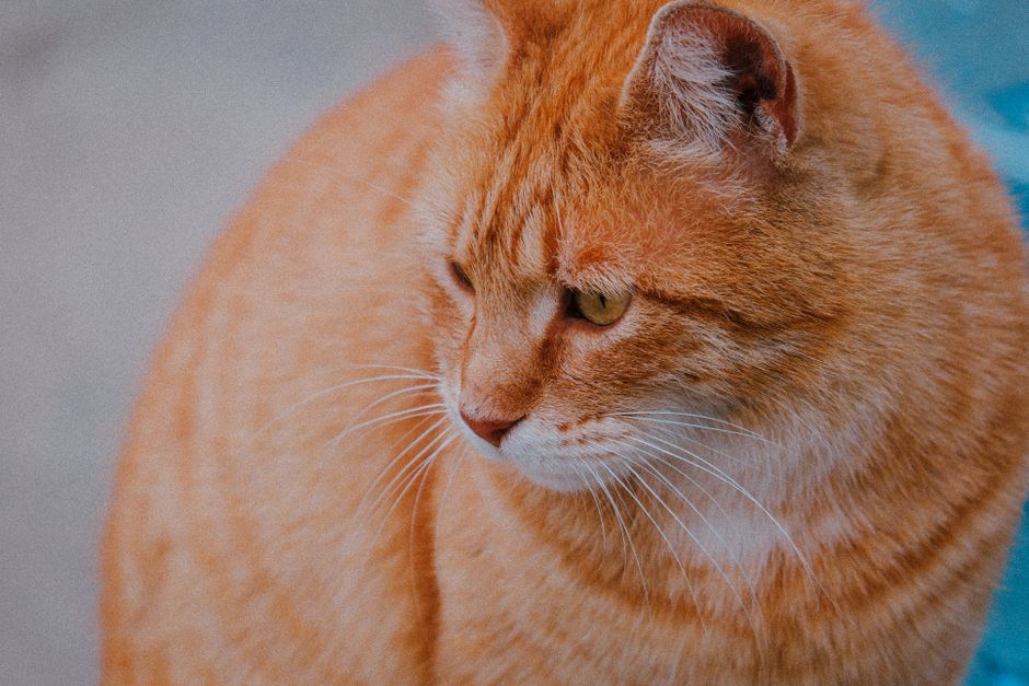 Orange ginger tabby cat with expressive eyes