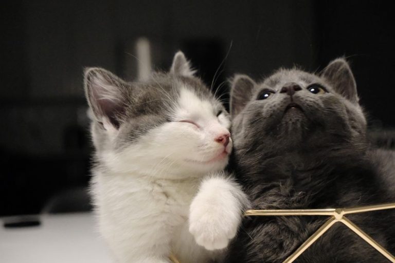 Two fluffy kittens cuddling together, ready to be named