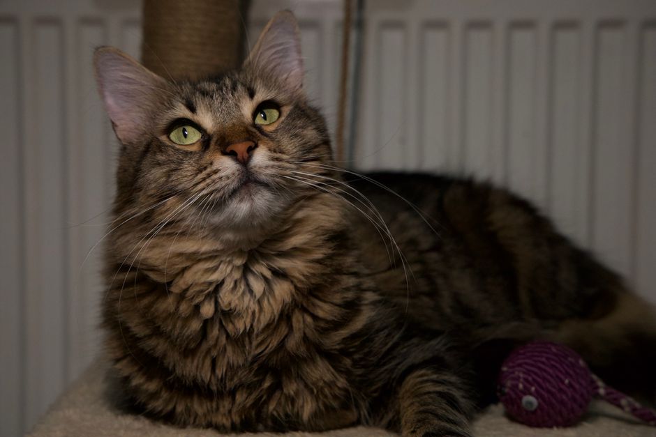 Fluffy Maine Coon cat looking up with a curious expression