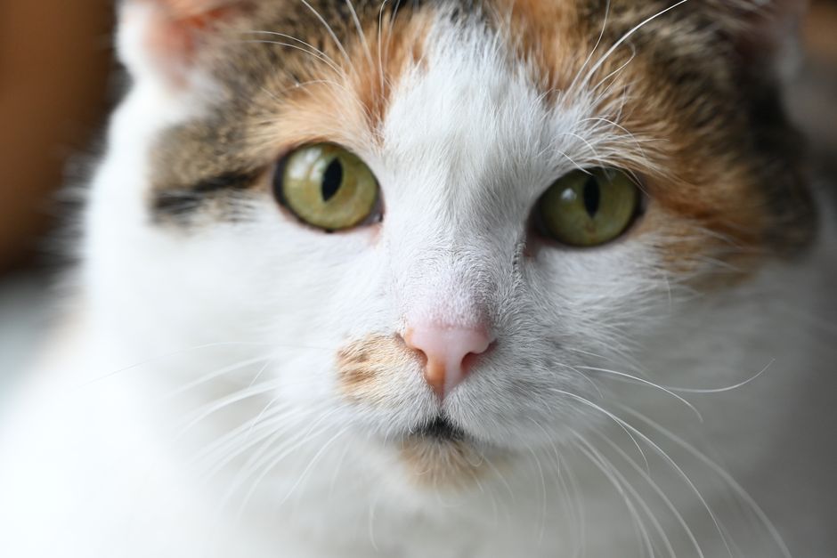 Calico cat with green eyes and a curious expression