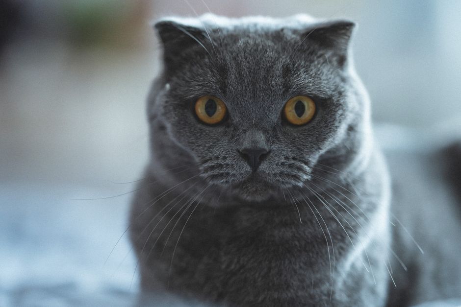 Grey Scottish Fold cat with striking amber eyes