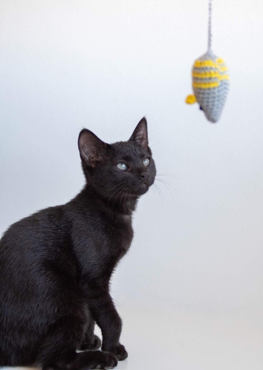 Black kitten looking up at a grey and yellow crochet toy mouse