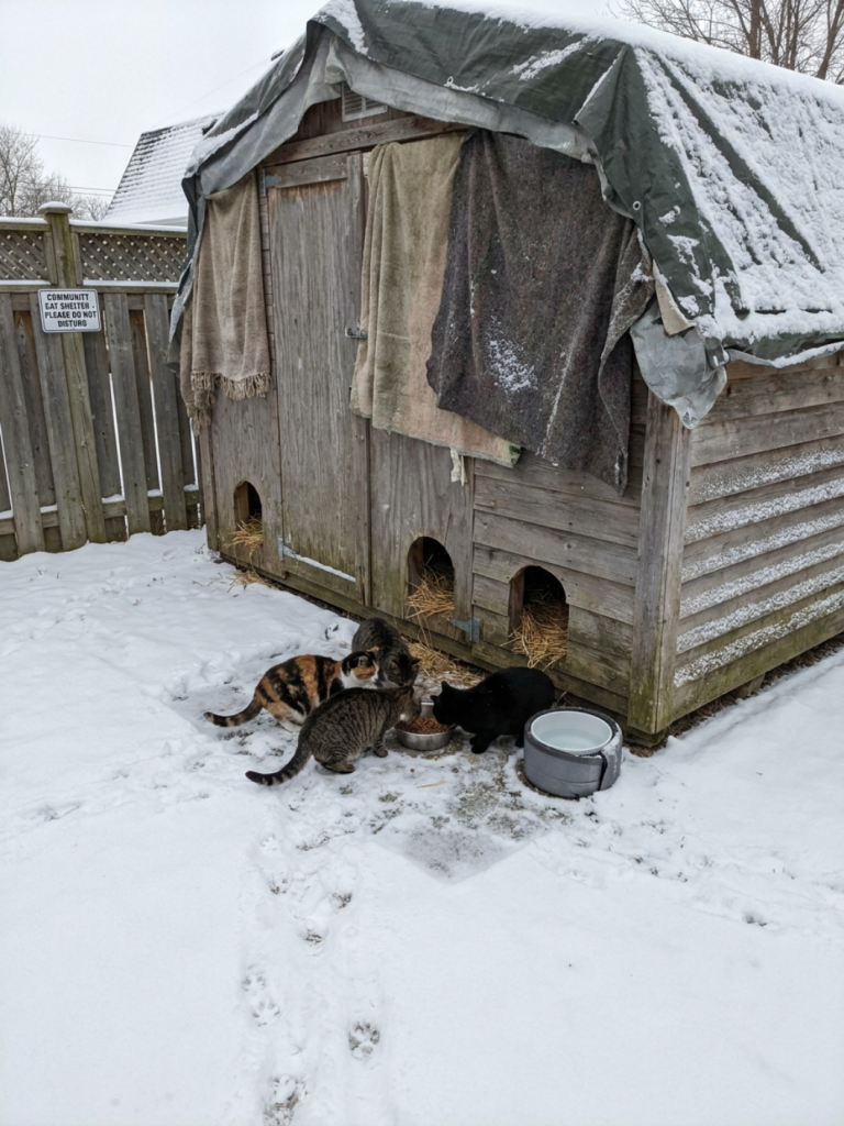 Large insulated colony cat shelter built from a wooden shed with several cats and straw bedding in a snowy yard