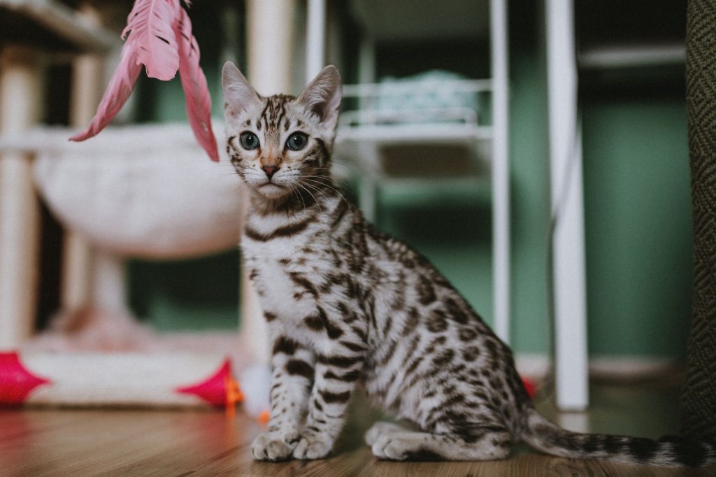 An adorable kitten playing indoors with a pink feather toy