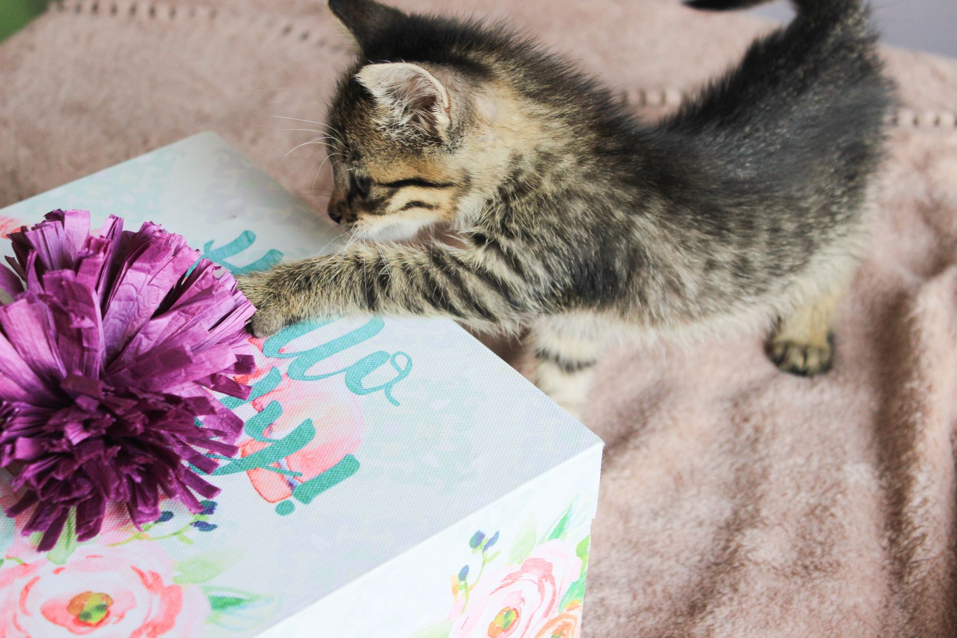 A playful kitten interacting with a wrapped gift box and bow