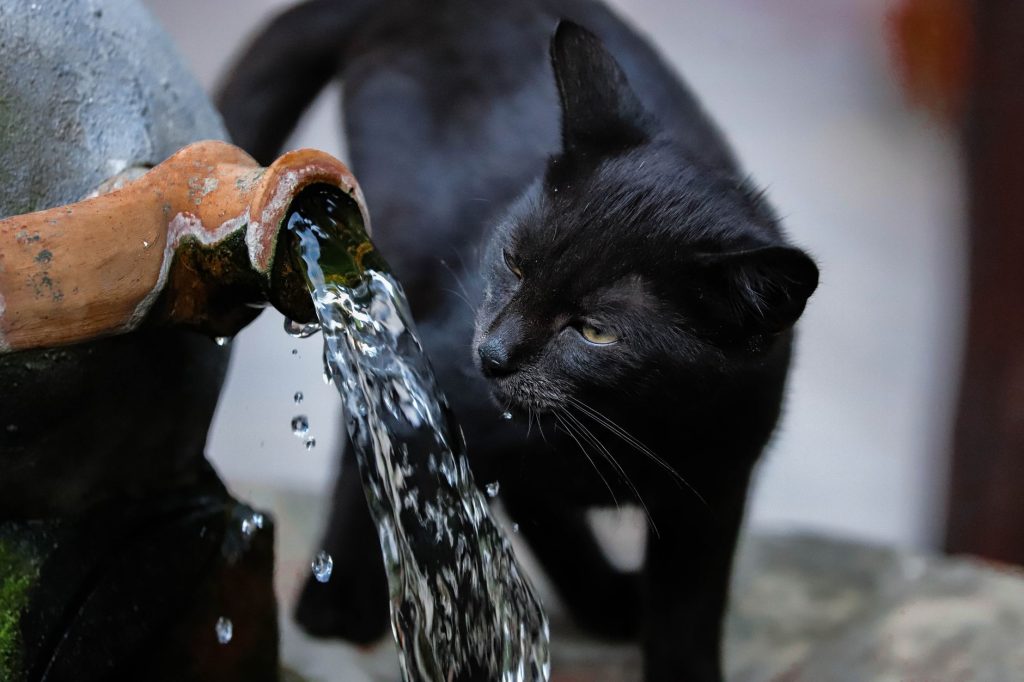 A cat drinking fresh water from a circulating pet fountain